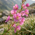 Epilobium fleischeri - image 1