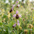 Procumbent Bee Orchid - image 1
