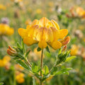 Bird's Foot Trefoil - image 1