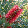 Albany Bottlebrush Wildflower - image 1