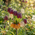Fritillary - image 1