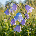 Harebell - image 1
