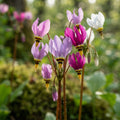 Mixed Dodecatheon (Shooting Star) - image 1