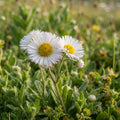 Erigeron borealis - image 1