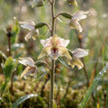 Epipactis palustris - image 1
