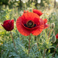 Red Indian Poppy - image 1