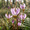 Dodecatheon meadia (Shooting Star) - image 1