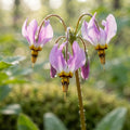 Dodecatheon frigidum (Shooting Star) - image 1