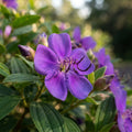 Tibouchina seecandra - image 1