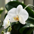 White Phalaenopsis Orchid - image 1