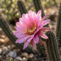Wilcoxia poselgeri - image 1