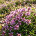 Wild Thyme - image 1