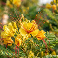 Yellow Bird of Paradise - image 1