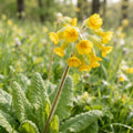 Yellow Cowslip - image 1