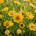 Ole Yeller Wildflower Mix - image 1