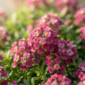 Alyssum Wonderland Deep Rose - image 1