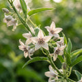 Araujia sericifera (Butterfly Vine) Seeds for Planting image 1
