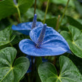 Blue Anthurium - image 1