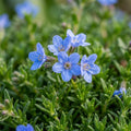 Blue Ground Cover Plant Seeds for Planting image 1