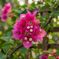 Bougainvillea spectabilis Flower Seeds for Planting image 1