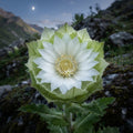 Brahma Kamal - image 1