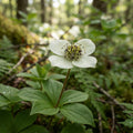 Bunchberry - image 1