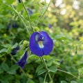 Butterfly Pea (Clitoria ternatea) Flower Seeds for Planting image 1
