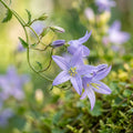 Campanula poscharskyana - image 1