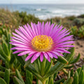 Carpobrotus rossii - image 1