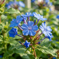 Ceratostigma plumbaginoides (Blue Leadwort) - image 1