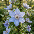 Clematis 'Baby Blue' Flower Seeds for Planting image 1