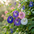 Clitoria ternatea (Aparajita) Mixed Color Flower Seeds for Planting image 1