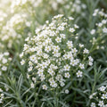 Creeping Baby's Breath Seeds for Planting image 1