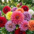 Dahlia Double Mixed Flower Seeds for Planting image 1