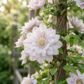 Double White and Pink Clematis Seeds for Planting image 1