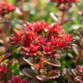 Dragon's Blood Stonecrop - image 1