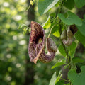 Dutchman's Pipe Vine Seeds for Planting image 1