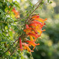 Eccremocarpus 'Tresco' Seeds for Planting image 1