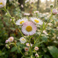Erigeron karvinskianus - image 1