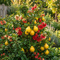 Flowering Quince shrub bearing flowers