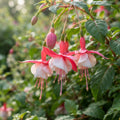 Fuchsia Astoria Flower Seeds for Planting image 1