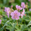 Geranium macrorrhizum - image 1