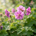 Geranium macrorrhizum - image 1