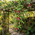 Giant Granadilla Red Passion Flower Vine Seeds for Planting image 1