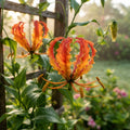 Gloriosa Orange Glory Flower Seeds for Planting image 1