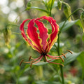 Gloriosa rothschildiana (Glory Lily) Flower Seeds for Planting image 1