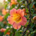 Hawaiian Sunset Vine Flower Seeds for Planting image 1