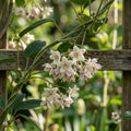 Holboellia coriacea Seeds for Planting image 1