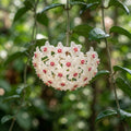 Hoya carnosa (Wax Plant) Seeds for Planting image 1