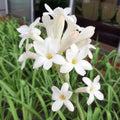Tuberose Single Bloom Bulbs Polianthes tuberosa – Fragrant White Perennial Tubers